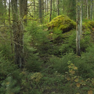 Esrarengiz bir kuzey ormanının aşırı gelişmiş tepeleri. Güçlü ağaçlar, bitkiler, yosun, eğreltiotu. Sonbaharın başı, İskandinavya. Doğa, ekoloji, çevre koruma, eko-turizm, yürüyüş kavramları