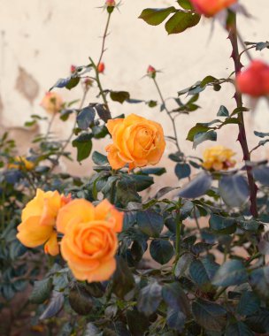 Blooming flowers of a modern English hybrid tea rose. Traditional stone house. Beautiful summer garden. Idyllic rural scene. Gardening, floristics, decoration, landscaping, cross-breeding clipart