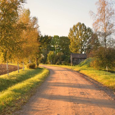 Single lane rural road (alley) through the mighty trees at sunrise. Golden sunlight, sunbeams, fog. Fairy autumn forest scene. Pure nature,. ecology, hiking, nordic walking, ecotourism