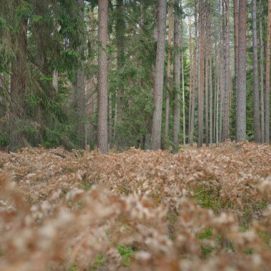 Sonsuz yeşil ormanın içinden geçen yol. Güçlü çam ve çam ağaçları, altın eğreltiotu yaprakları, yosunlar, bitkiler. Yumuşak güneş ışığı. Atmosferik manzara. Sonbahar renkleri. Doğa, mevsimler, ekoloji, ekotuizm