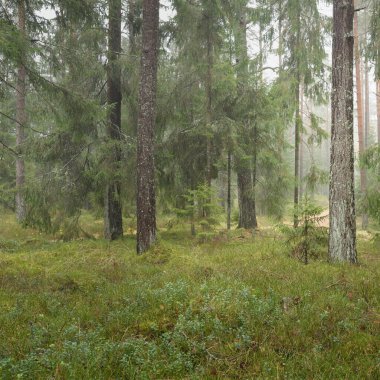 Görkemli Evergreen Ormanı 'nın panoramik manzarası. Güçlü çam ve çam ağaçları, yosun, eğrelti otu, bitkiler. Sis, sis, yumuşak güneş ışığı. Atmosferik manzara. Doğa, çevre, ekoloji. İsveç, İskandinavya