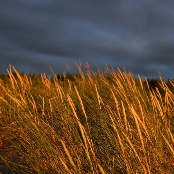 Dramatic Sunset Sky Storm Clouds Baltic Sea Shore Dune Grass — Zdjęcie stockowe