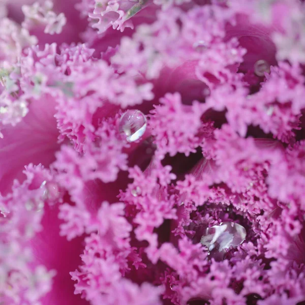 Yeşil bir yaz bahçesinde dekoratif lavanta lahanası (lavanta lahanası). Çiy damlaları, yumuşak güneş ışığı. Doğal dokular. Peyzaj, bahçıvanlık, kırsal, çiftlik, çiçekçilik.