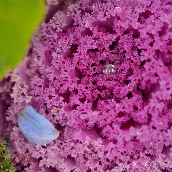Yeşil bir yaz bahçesinde dekoratif lavanta lahanası (lavanta lahanası). Çiy damlaları, yumuşak güneş ışığı. Doğal dokular. Peyzaj, bahçıvanlık, kırsal, çiftlik, çiçekçilik.