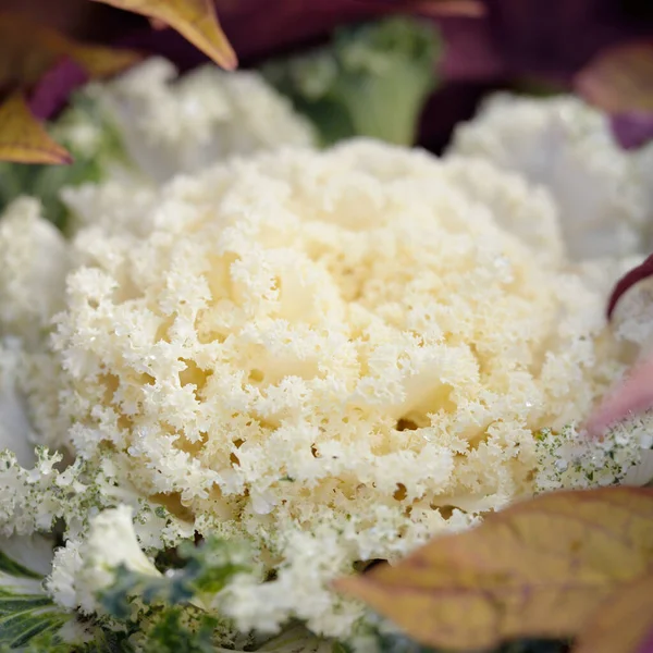 Yeşil bir yaz bahçesinde dekoratif süs lahana (beyaz lahana). Çiy damlaları, yumuşak güneş ışığı. Doğal dokular. Peyzaj, bahçıvanlık, kırsal, çiftlik, çiçekçilik.