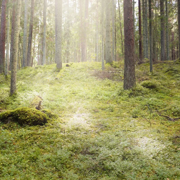 Заросшие Холмы Таинственного Северного Вечнозеленого Леса Могучие Деревья Растения Мох — стоковое фото