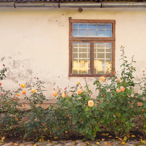 Kırsal ahşap kapılı ve pencereli geleneksel taş ev. Çiçek açan güller, güzel bahçeler. Idyllic kırsal kesim. Seyahat yerleri, yerel turizm, şehir simgeleri, bahçe düzenlemeleri, peyzaj.