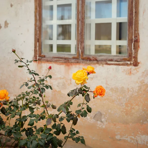 Modern bir İngiliz melez çay gülünün çiçekleri. Arka planda ahşap pencereleri olan geleneksel taş ev. Güzel bir yaz bahçesi. Idyllic kırsal kesim. Bahçecilik, çiçekçilik, dekor