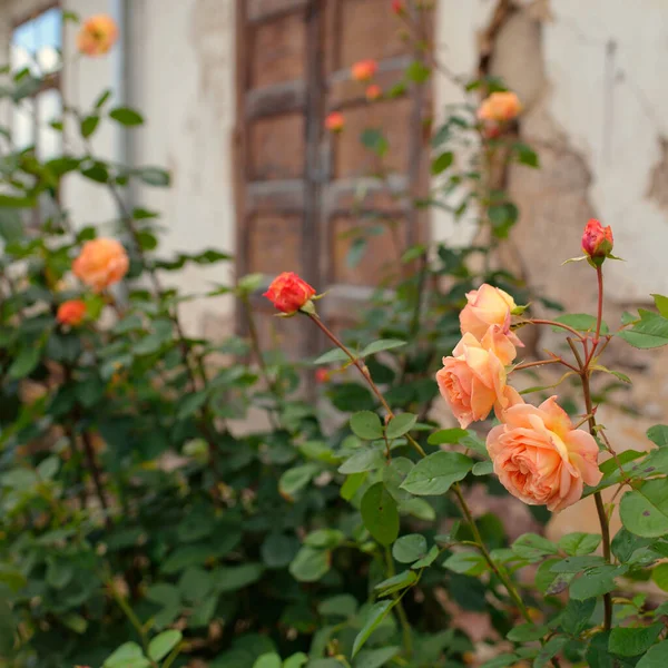 Blooming Flowers Modern English Hybrid Tea Rose Traditional Stone House — Stock Photo, Image