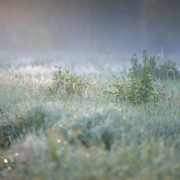 Forest Meadow Lawn Sunrise Plants Dew Drops Morning Fog Soft — Stok fotoğraf