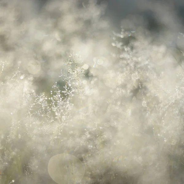 Forest Meadow Lawn Sunrise Plants Dew Drops Morning Fog Soft — Stockfoto