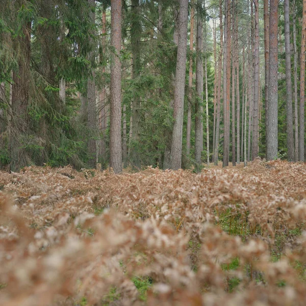 Sonsuz yeşil ormanın içinden geçen yol. Güçlü çam ve çam ağaçları, altın eğreltiotu yaprakları, yosunlar, bitkiler. Yumuşak güneş ışığı. Atmosferik manzara. Sonbahar renkleri. Doğa, mevsimler, ekoloji, ekotuizm