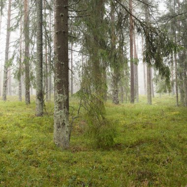 Görkemli Evergreen Ormanı 'nın panoramik manzarası. Güçlü çam ve çam ağaçları, yosun, eğrelti otu, bitkiler. Sis, sis, yumuşak güneş ışığı. Atmosferik manzara. Doğa, çevre, ekoloji. İsveç, İskandinavya