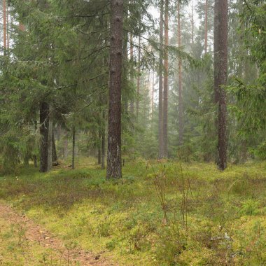 Görkemli Evergreen Ormanı 'nın panoramik manzarası. Güçlü çam ve çam ağaçları, yosun, eğrelti otu, bitkiler. Sis, sis, yumuşak güneş ışığı. Atmosferik manzara. Doğa, çevre, ekoloji. İsveç, İskandinavya