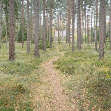 Görkemli Evergreen Ormanı 'na giden yol. Güçlü çam ve çam ağaçları, yosun, eğrelti otu, bitkiler. Sis. Bulutlu bir gün. Atmosferik manzara. Doğa, çevre, ekoloji. İsveç, İskandinavya