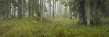 Görkemli Evergreen Ormanı 'nın panoramik manzarası. Güçlü çam ve çam ağaçları, yosun, eğrelti otu, bitkiler. Sis, sis, yumuşak güneş ışığı. Atmosferik manzara. Doğa, çevre, ekoloji. İsveç, İskandinavya