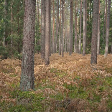 Sonsuz yeşil ormanın içinden geçen yol. Güçlü çam ve çam ağaçları, altın eğreltiotu yaprakları, yosunlar, bitkiler. Yumuşak güneş ışığı. Atmosferik manzara. Sonbahar renkleri. Doğa, mevsimler, ekoloji, ekotuizm