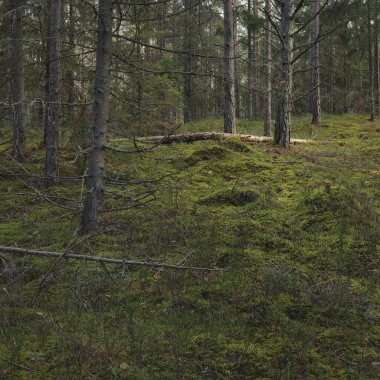 Görkemli çam ormanının tepelerinden geçen yol. Güçlü ağaçlar, yosunlar, bitkiler. Yumuşak günbatımı ışığı. Saf doğa, çevresel koruma, eko-turizm.