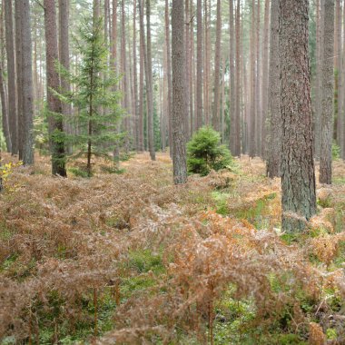 Sonsuz yeşil ormanın içinden geçen yol. Güçlü çam ve çam ağaçları, altın eğreltiotu yaprakları, yosunlar, bitkiler. Yumuşak güneş ışığı. Atmosferik manzara. Sonbahar renkleri. Doğa, mevsimler, ekoloji, ekotuizm