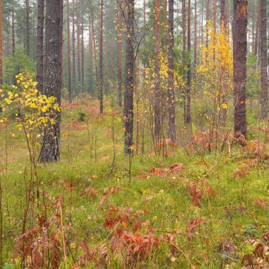 Sonsuz yeşil ormanın içinden geçen yol. Güçlü çam ve çam ağaçları, altın eğreltiotu yaprakları, yosunlar, bitkiler. Yumuşak güneş ışığı. Atmosferik manzara. Sonbahar renkleri. Doğa, mevsimler, ekoloji, ekotuizm