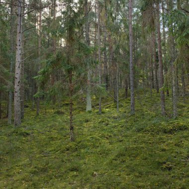 Görkemli çam ormanının tepelerinden geçen yol. Güçlü ağaçlar, yosunlar, bitkiler. Yumuşak günbatımı ışığı. Saf doğa, çevresel koruma, eko-turizm.