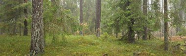 Görkemli Evergreen Ormanı 'nın panoramik manzarası. Güçlü çam ve çam ağaçları, yosun, eğrelti otu, bitkiler. Sis, sis, yumuşak güneş ışığı. Atmosferik manzara. Doğa, çevre, ekoloji. İsveç, İskandinavya