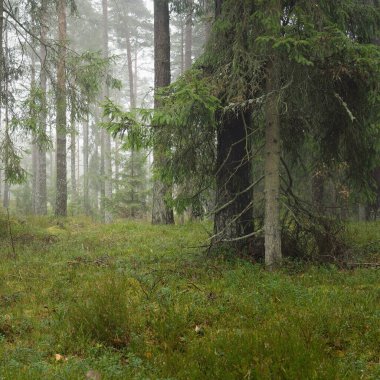 Görkemli Evergreen Ormanı 'nın panoramik manzarası. Güçlü çam ve çam ağaçları, yosun, eğrelti otu, bitkiler. Sis, sis, yumuşak güneş ışığı. Atmosferik manzara. Doğa, çevre, ekoloji. İsveç, İskandinavya