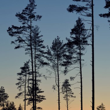 Evergreen forest at sunset. Dark silhouettes of mighty pine trees. Clear sky. Atmospheric landscape. Nature, environmental conservation, deforestation, reforestation