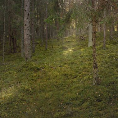 Görkemli çam ormanının tepelerinden geçen yol. Güçlü ağaçlar, yosunlar, bitkiler. Yumuşak günbatımı ışığı. Saf doğa, çevresel koruma, eko-turizm.