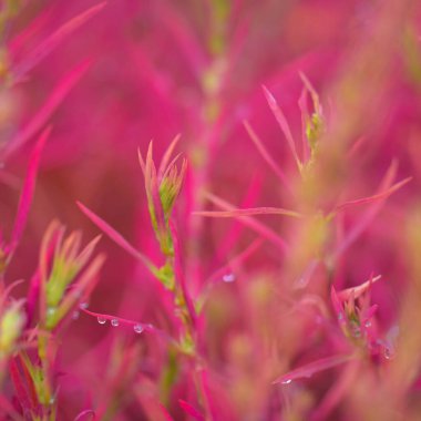 Renkli kırmızı, pembe, yeşil bir yaz bahçesinde altın renkli bitkiler. Çiy damlaları, yumuşak güneş ışığı. Doğal doku, arka plan. Bahçe düzenleme, bahçıvanlık. Makro fotoğrafçılık, bokeh
