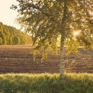 Tarlaya sürülmüş tarla, toprak dokusu. Arka planda orman var. Yumuşak sabah güneşi. Kırsal alan. Kırsal, tarım ve gıda endüstrisi, tohumlar, tarla, sulama temaları