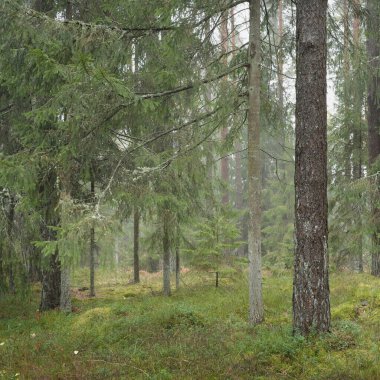 Görkemli Evergreen Ormanı 'nın panoramik manzarası. Güçlü çam ve çam ağaçları, yosun, eğrelti otu, bitkiler. Sis, sis, yumuşak güneş ışığı. Atmosferik manzara. Doğa, çevre, ekoloji. İsveç, İskandinavya