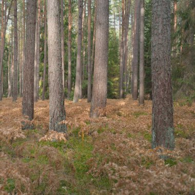 Sonsuz yeşil ormanın içinden geçen yol. Güçlü çam ve çam ağaçları, altın eğreltiotu yaprakları, yosunlar, bitkiler. Yumuşak güneş ışığı. Atmosferik manzara. Sonbahar renkleri. Doğa, mevsimler, ekoloji, ekotuizm