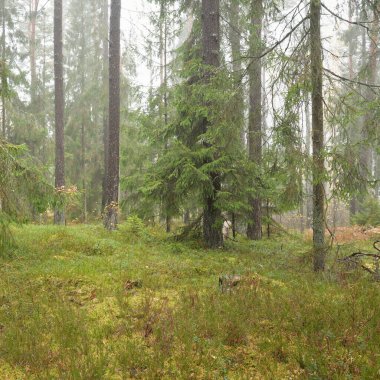 Görkemli Evergreen Ormanı 'nın panoramik manzarası. Güçlü çam ve çam ağaçları, yosun, eğrelti otu, bitkiler. Sis, sis, yumuşak güneş ışığı. Atmosferik manzara. Doğa, çevre, ekoloji. İsveç, İskandinavya