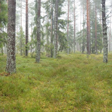 Görkemli Evergreen Ormanı 'nın panoramik manzarası. Güçlü çam ve çam ağaçları, yosun, eğrelti otu, bitkiler. Sis, sis, yumuşak güneş ışığı. Atmosferik manzara. Doğa, çevre, ekoloji. İsveç, İskandinavya