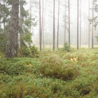 Görkemli Evergreen Ormanı 'nın panoramik manzarası. Güçlü çam ve çam ağaçları, yosun, eğrelti otu, bitkiler. Sis, sis, yumuşak güneş ışığı. Atmosferik manzara. Doğa, çevre, ekoloji. İsveç, İskandinavya