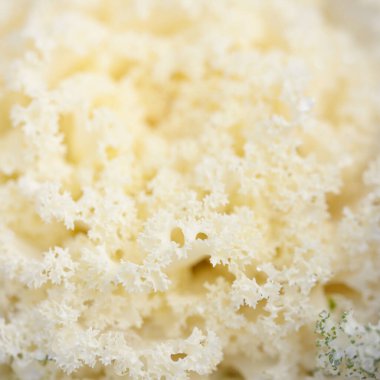 Yeşil bir yaz bahçesinde dekoratif süs lahana (beyaz lahana). Çiy damlaları, yumuşak güneş ışığı. Doğal dokular. Peyzaj, bahçıvanlık, kırsal, çiftlik, çiçekçilik.