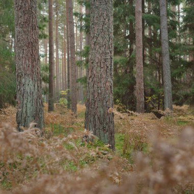 Sonsuz yeşil ormanın içinden geçen yol. Güçlü çam ve çam ağaçları, altın eğreltiotu yaprakları, yosunlar, bitkiler. Yumuşak güneş ışığı. Atmosferik manzara. Sonbahar renkleri. Doğa, mevsimler, ekoloji, ekotuizm