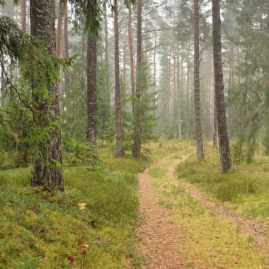 Görkemli Evergreen Ormanı 'na giden yol. Güçlü çam ve çam ağaçları, yosun, eğrelti otu, bitkiler. Sis. Bulutlu bir gün. Atmosferik manzara. Doğa, çevre, ekoloji. İsveç, İskandinavya