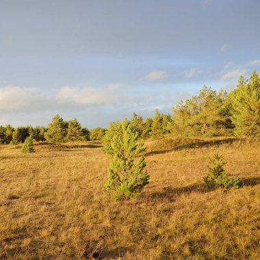Genç çam ağaçları, yemyeşil orman. Dramatik bir gökyüzü. Idyllic manzara. Baltık doğası. Ekoloji, çevre koruma, ormanların tahrip edilmesi, yeniden ağaçlandırma temaları