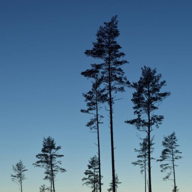 Evergreen forest at sunset. Dark silhouettes of mighty pine trees. Clear sky. Atmospheric landscape. Nature, environmental conservation, deforestation, reforestation