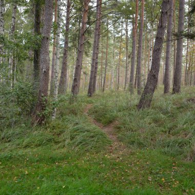 Yeşil bir ormanda yürüyüş parkurunda. Idyllic manzara, kırsal manzara. Doğa, ekoloji, eko-turizm, yürüyüş, ekolojik tatil beldesi, yerel turizm, kuzey yürüyüşü