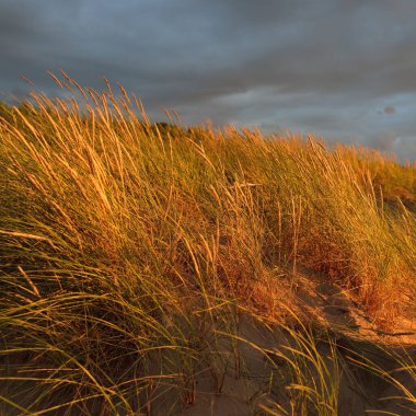 Dramatik günbatımı gökyüzü, Baltık deniz kıyısında fırtına bulutları. Kum çimi (Ammophila). Yumuşak güneş ışığı, altın saat. Doğa, çevre, ekoloji, botanik
