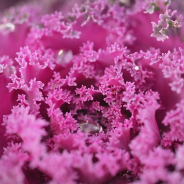 Yeşil bir yaz bahçesinde dekoratif lavanta lahanası (lavanta lahanası). Çiy damlaları, yumuşak güneş ışığı. Doğal dokular. Peyzaj, bahçıvanlık, kırsal, çiftlik, çiçekçilik.