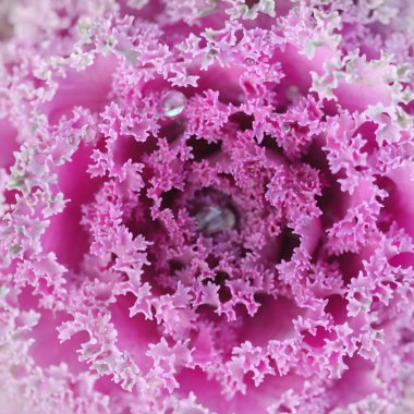 Yeşil bir yaz bahçesinde dekoratif lavanta lahanası (lavanta lahanası). Çiy damlaları, yumuşak güneş ışığı. Doğal dokular. Peyzaj, bahçıvanlık, kırsal, çiftlik, çiçekçilik.