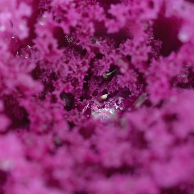 Yeşil bir yaz bahçesinde dekoratif lavanta lahanası (lavanta lahanası). Çiy damlaları, yumuşak güneş ışığı. Doğal dokular. Peyzaj, bahçıvanlık, kırsal, çiftlik, çiçekçilik.