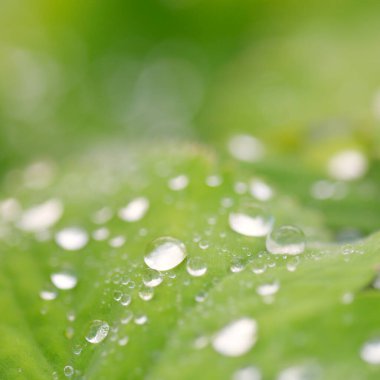 Taze yeşil yapraklar, kristal berrak çiy damlaları, aşırı yakın çekim. Doğal doku, arka plan, makro fotoğrafçılık. Saf doğa, ekoloji, çevre