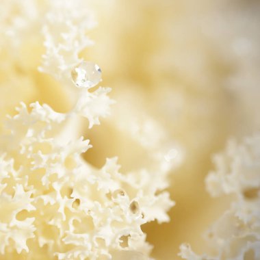 Yeşil bir yaz bahçesinde dekoratif süs lahana (beyaz lahana). Çiy damlaları, yumuşak güneş ışığı. Doğal dokular. Peyzaj, bahçıvanlık, kırsal, çiftlik, çiçekçilik.