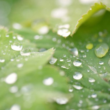 Fresh green leaves, crystal clear dew drops, extreme close-up. Natural texture, background, macro photography. Pure nature, ecology, environment