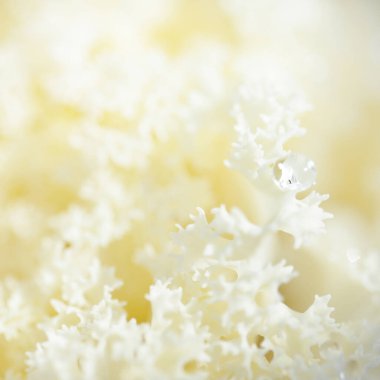 Yeşil bir yaz bahçesinde dekoratif süs lahana (beyaz lahana). Çiy damlaları, yumuşak güneş ışığı. Doğal dokular. Peyzaj, bahçıvanlık, kırsal, çiftlik, çiçekçilik.